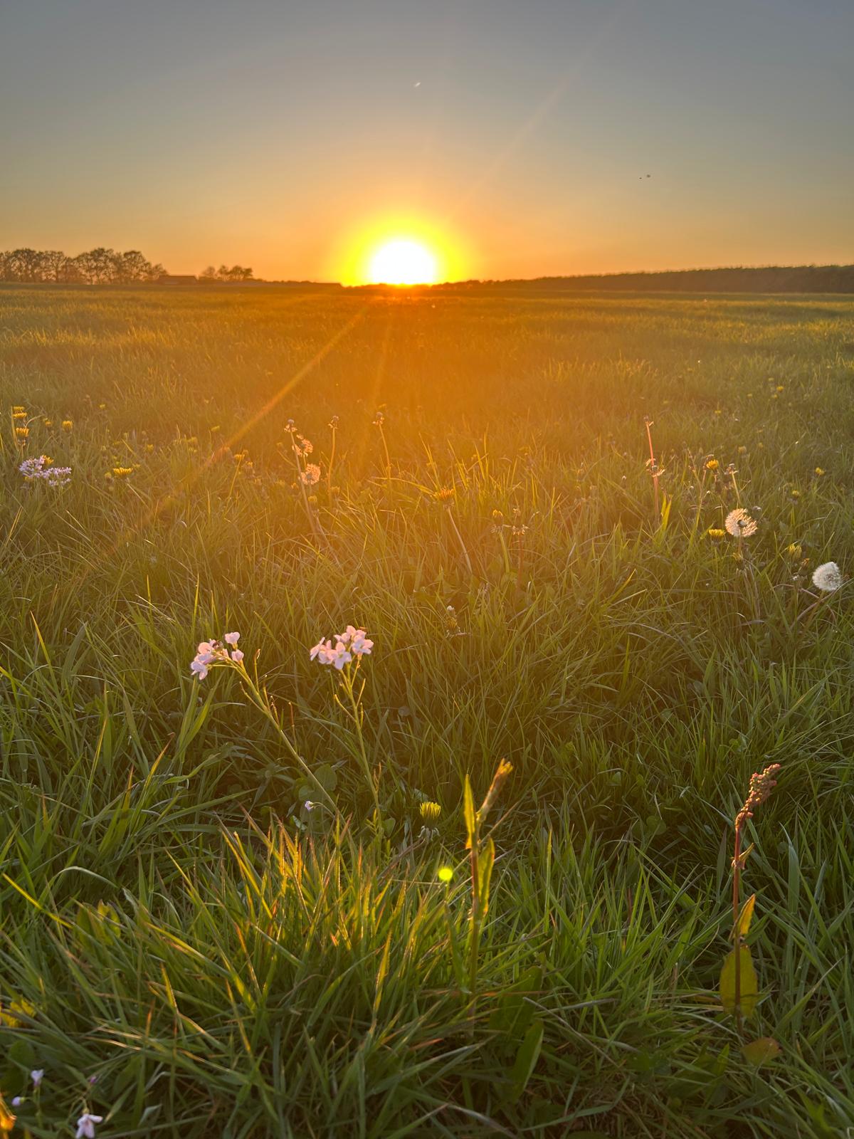 Bievink zonsondergang vanuit tent